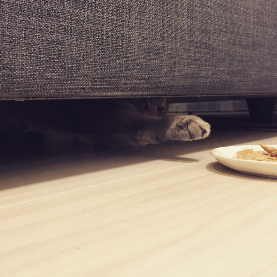 宇佐美ねこのカバー写真
