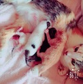子猫4匹産まれました♪♪