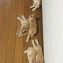 再募集です。かわいい茶色のうさちゃんたちです。