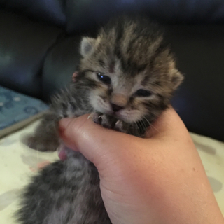 緊急！子猫ちゃんの里親さん募集しています！