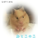 【終了】キンクマ