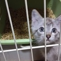 「一旦募集停止」シャム風子猫なみちゃん