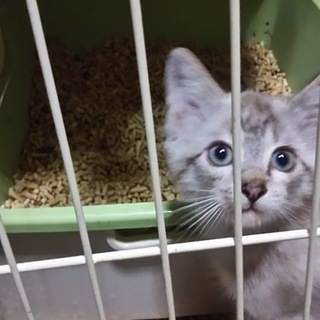 「一旦募集停止」シャム風子猫なみちゃん