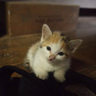 推定生後1カ月、保護仔猫の里親募集