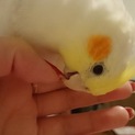 オカメインコ里親募集です！