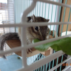 こたろう、サラダ菜を食べる。