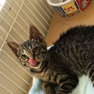 かわいいキジ猫ちゃん里親さん募集