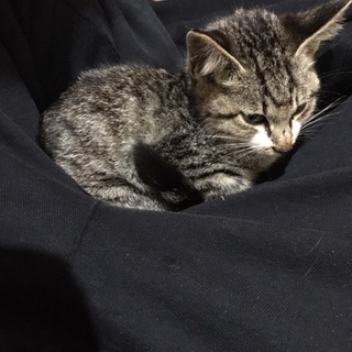 保護した子猫の里親さま募集してます