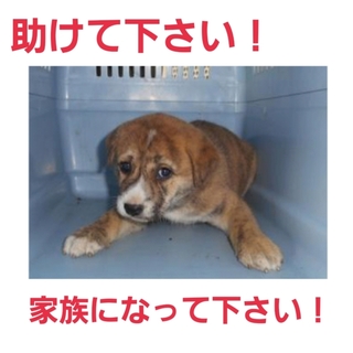 この子の命は一週間!どうか助けて下さい!