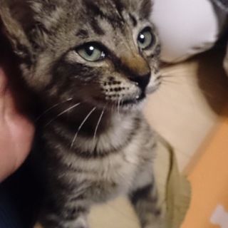 甘えん坊のキジ 4カ月