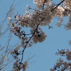 春よこい