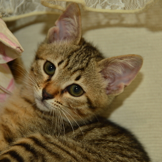 ４兄弟　元気で美猫の女の子です！