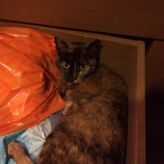 人懐こいサビ猫女子です。避妊手術済み