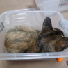 プラスチックケースが大好きです