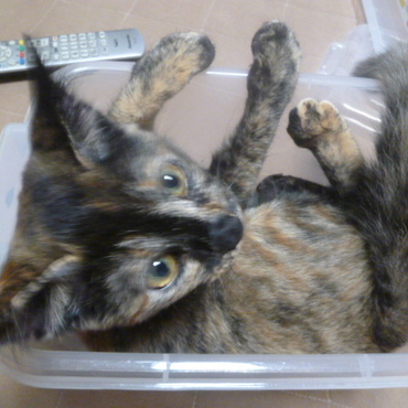 の写真