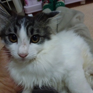 お目目パッチリ、長毛・男前の仔猫ちゃん