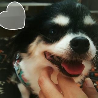 ロングコートチワワ里親募集