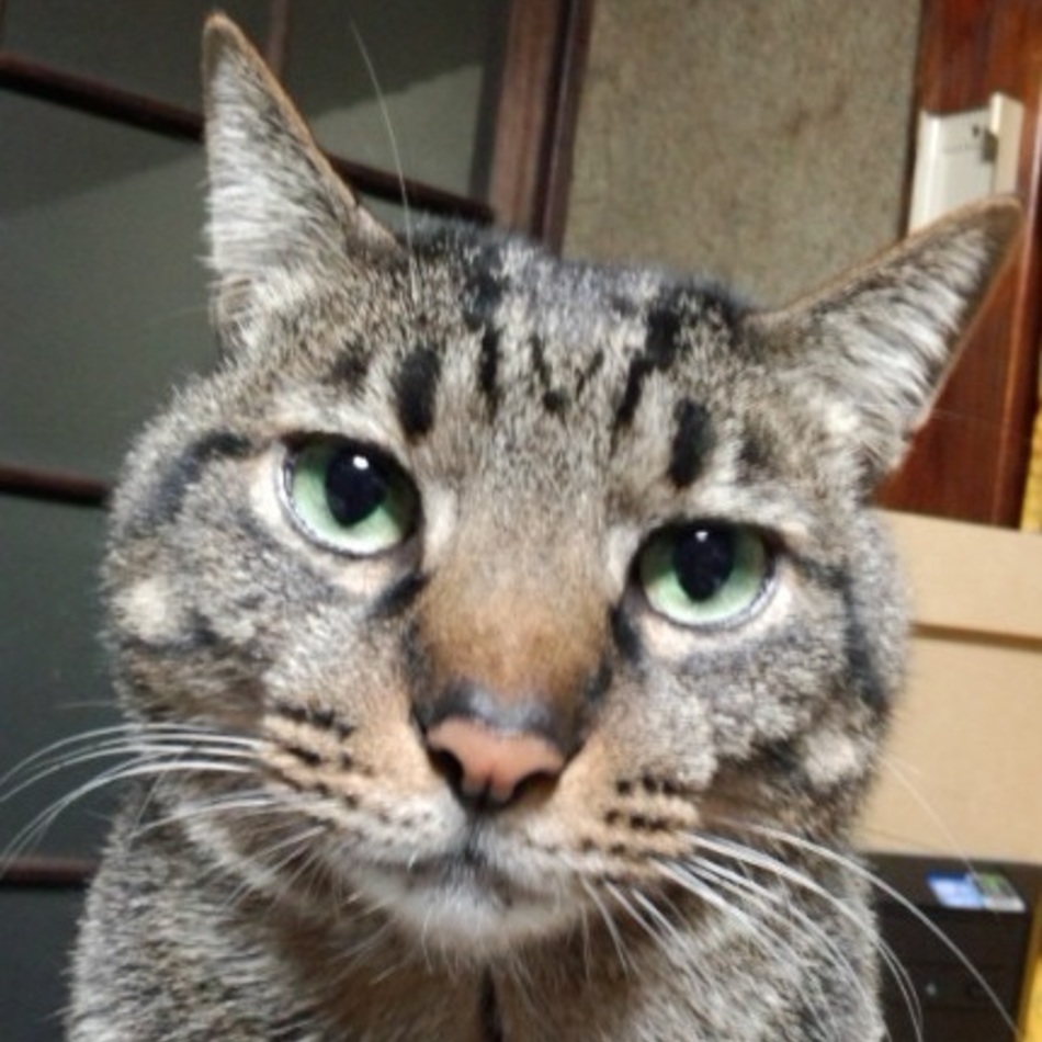 もものカバー写真