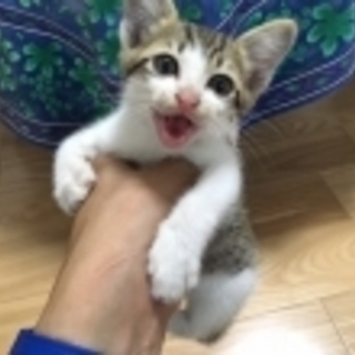 美少年くん。