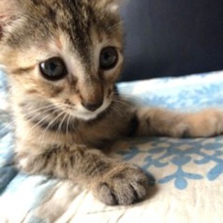 【ふぶき】　おかげさまで里親様が決まりました！