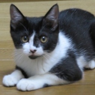 【ハッピー】　おかげさまで里親様が決まりました！