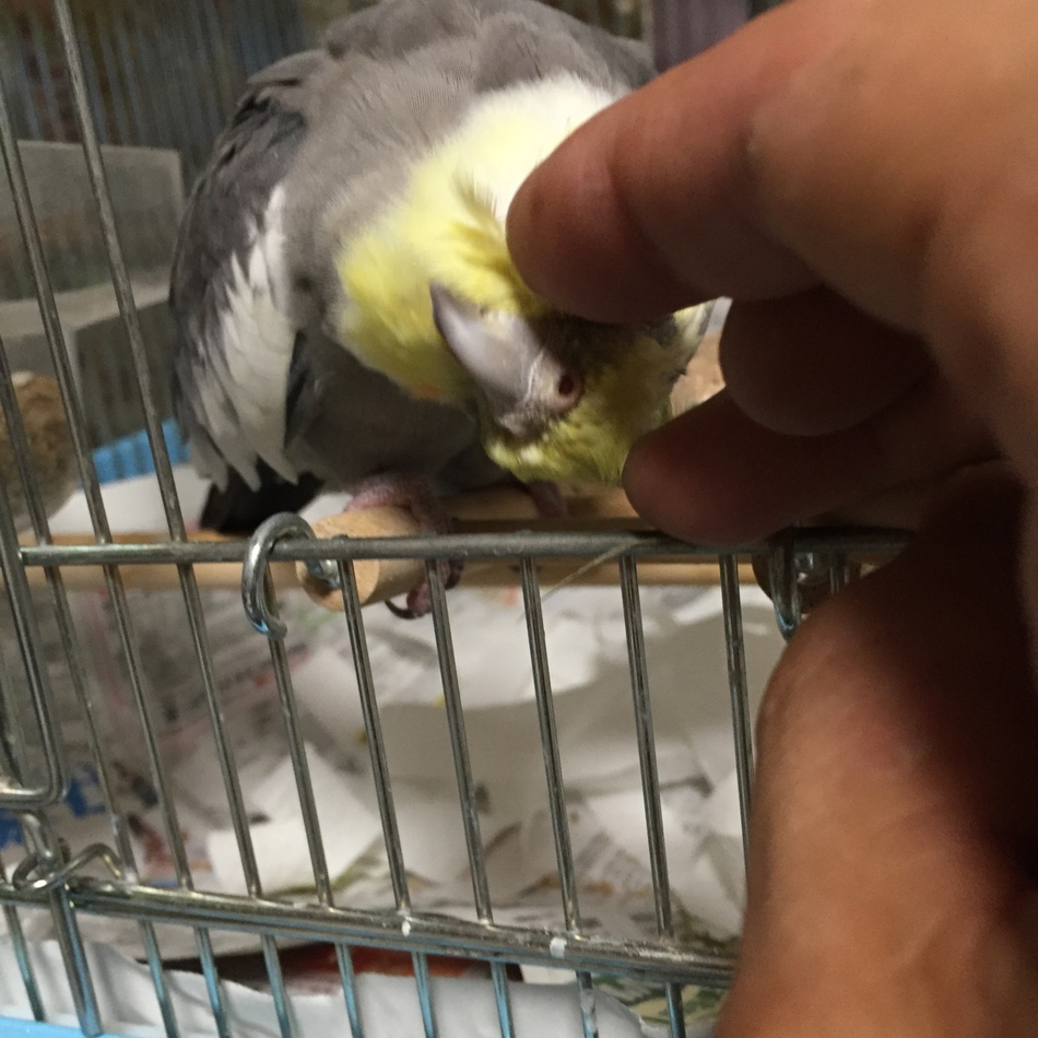 アルルとクルルのカバー写真