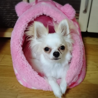 1才7ヶ月　ロングコートチワワ♂　去勢済み