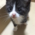 1ヶ月半くらいの女の子です