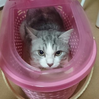 推定一歳の迷い猫♂です