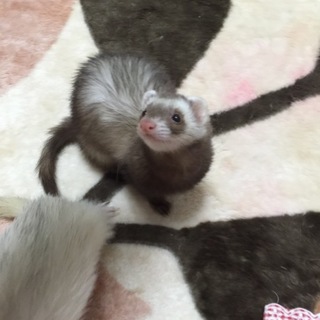 フェレット ♀4歳   ♀3歳の女の子2匹です