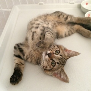 家族に迎えてくださる方を探しています