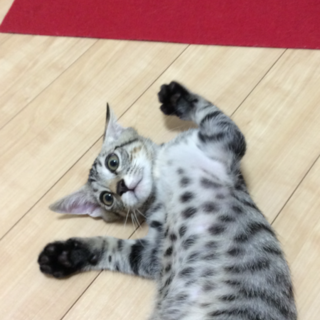 ４か月の男の仔です！