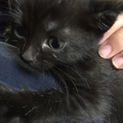 生後1か月かわいい黒猫です（メス1）