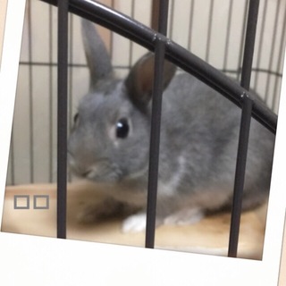 助けてください！里親募集してます！