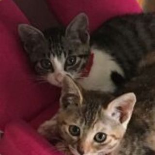 仲良し姉妹です‼「いちご」と「れもん」