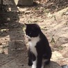 アリスインワンダーランド