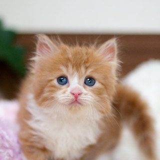 K16-41レッドクラッシックタビー＆W（長毛）♀