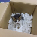 緊急！子猫の里親募集！