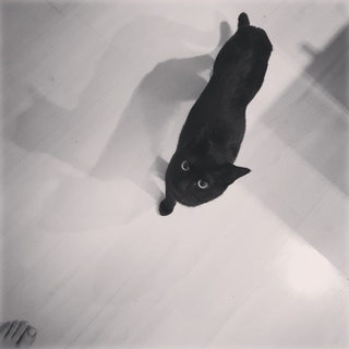 黒猫(成猫♂)里親急募です