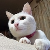 マシコハコ