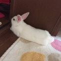 うさぎ里親募集