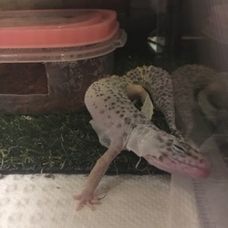 「毎度下手っぴな脱皮」サムネイル2