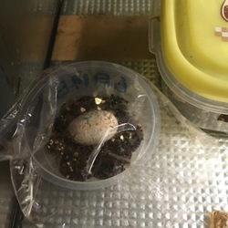 「毎度下手っぴな脱皮」サムネイル3