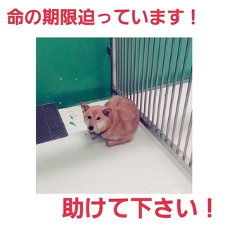 とっても素敵な新しい家族のもとへ!!