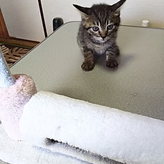 この子を新しい家族に迎えて下さい