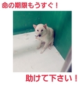 とても素敵な里親様のところへ！