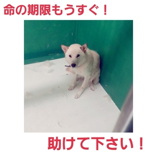 とても素敵な里親様のところへ！