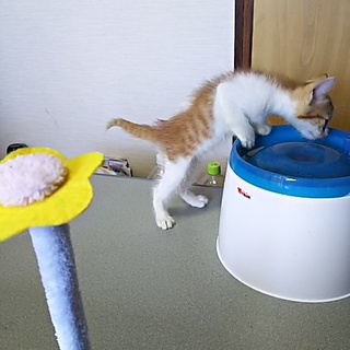 この子を新しい家族に迎えて下さい