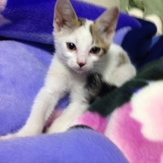 【切実】人懐っこいオスの子猫