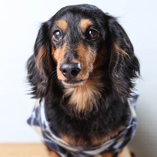 ダックスフンドもらってください